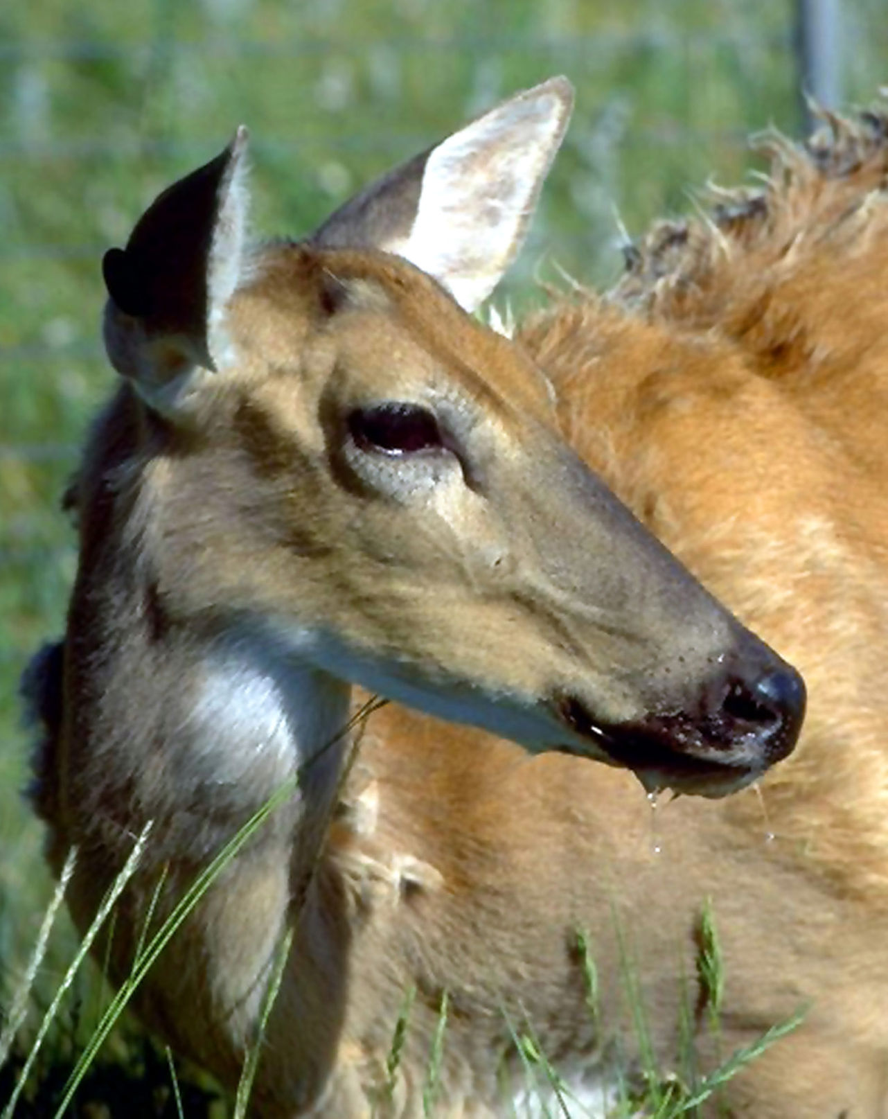 Diseased deer